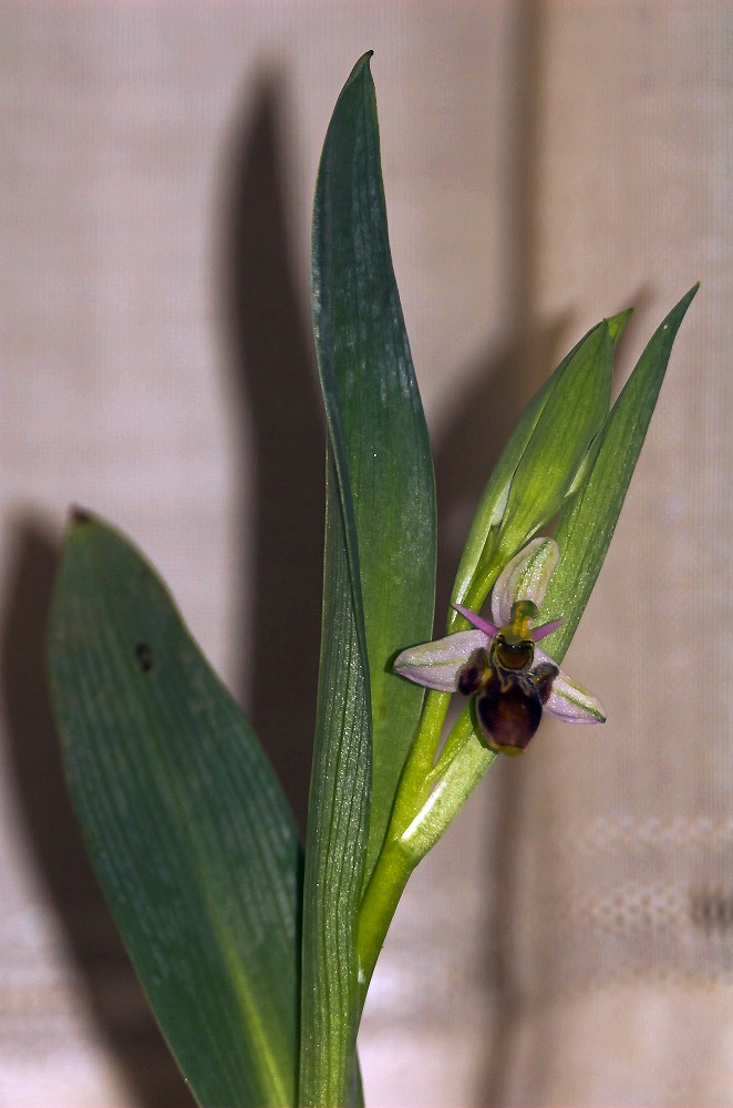 Ophrys picta